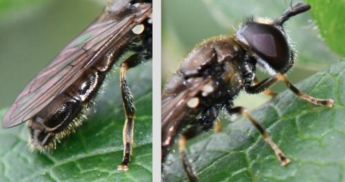 Pipizella sp.